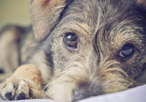 Миттельшнауцер