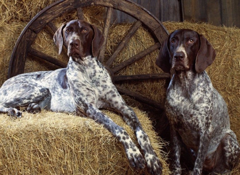 История породы