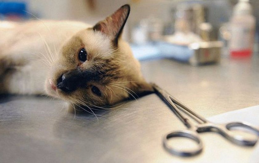 Стерилизация кошки на дому Стерилизация кошки на дому