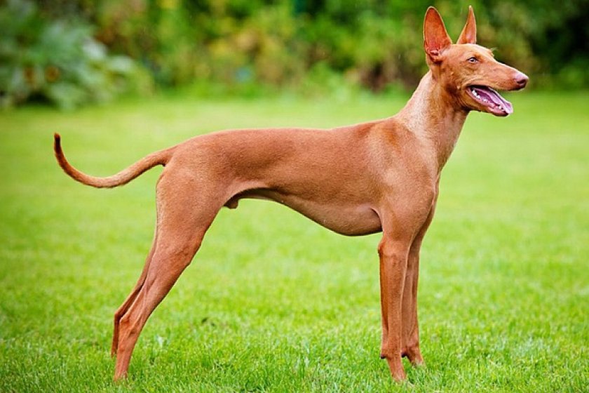 охотничьи собаки