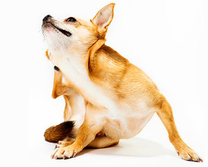 Как вылечить подкожный клещ у собаки. Клещи у собаки: профилактика, симптомы и лечение