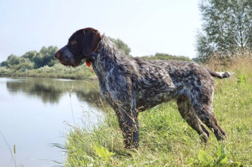 Дратхаар на озере