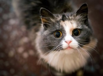 Глисты у кошек: основные признаки, лечение