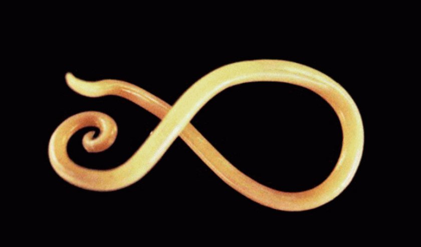 Круглые черви