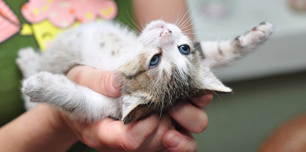 Лечение котят Лечение котят