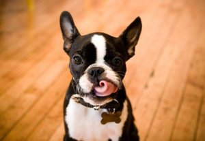 Бостон терьер