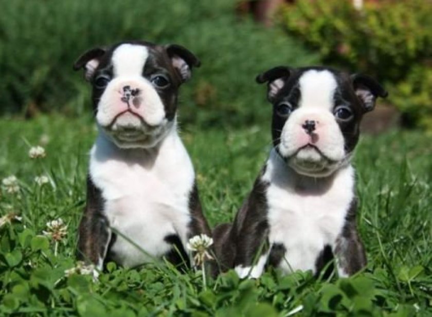 Бостон терьер