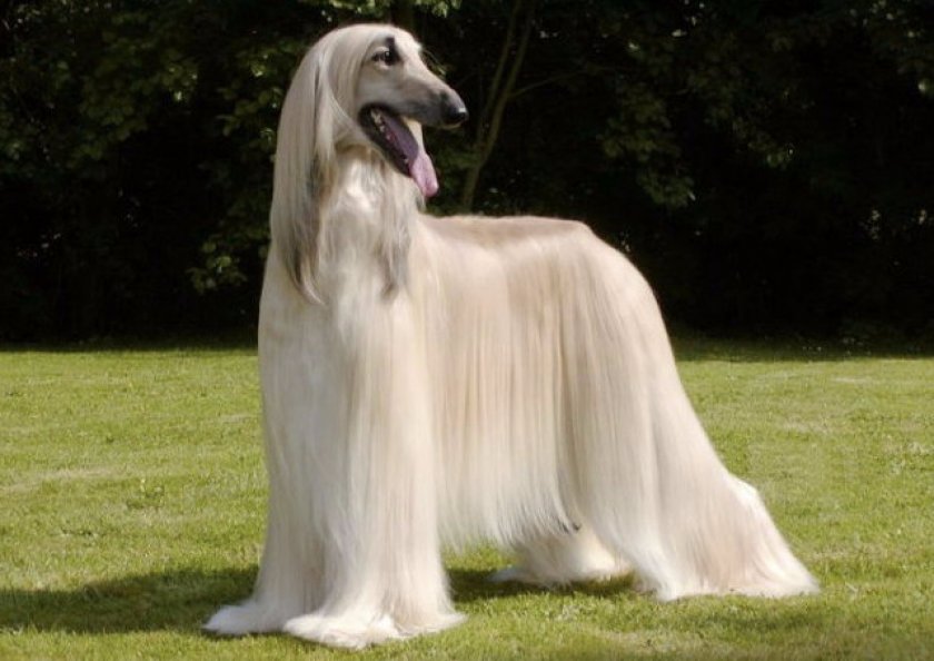 Порода афганская борзая