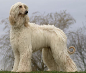 Афганская борзая