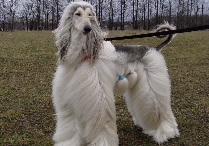 Афганская борзая