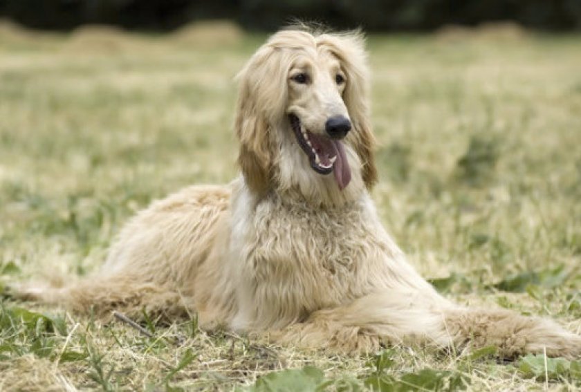 Афганская борзая Афганская борзая