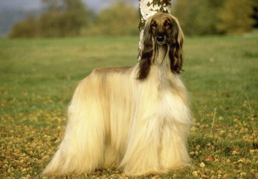 История появления породы