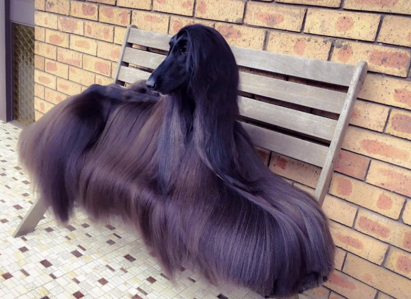 Уход за шерстью