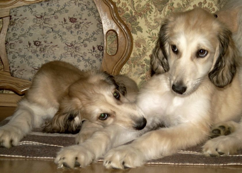 Выбор щенка Выбор щенка