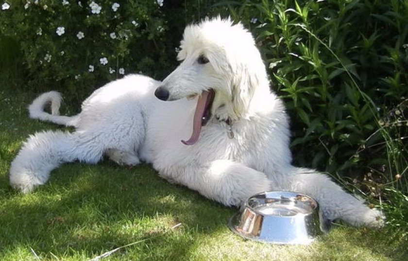 Рацион собаки Рацион собаки