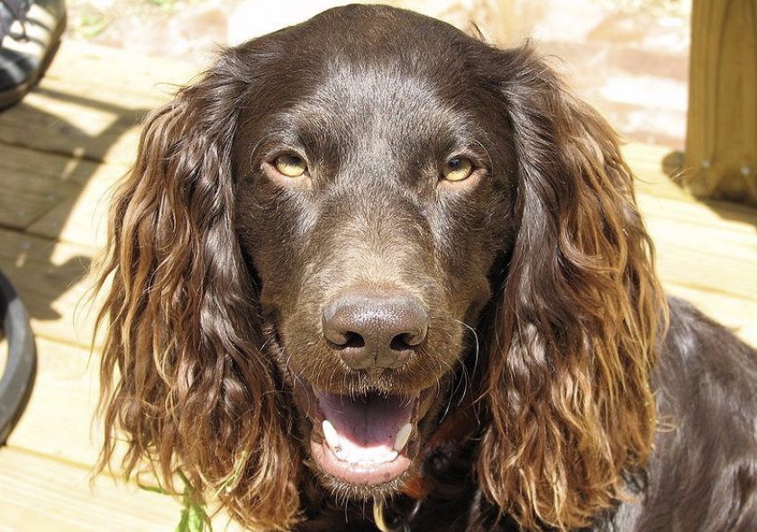 Бойкин спаниель