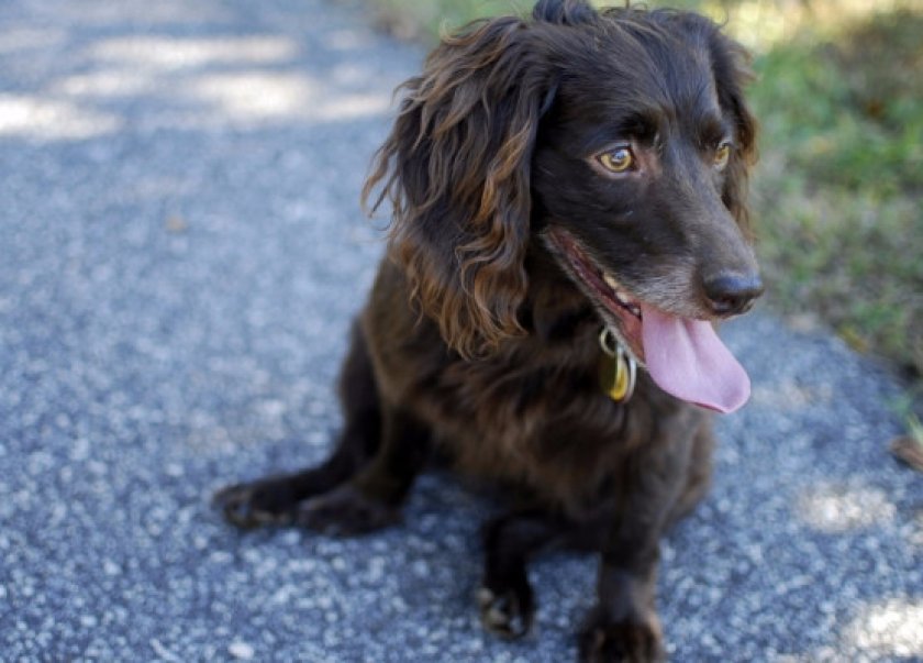 Бойкин спаниель