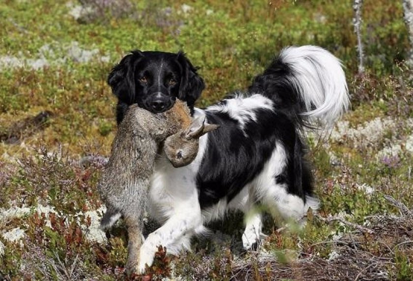 Стабихун спаниель