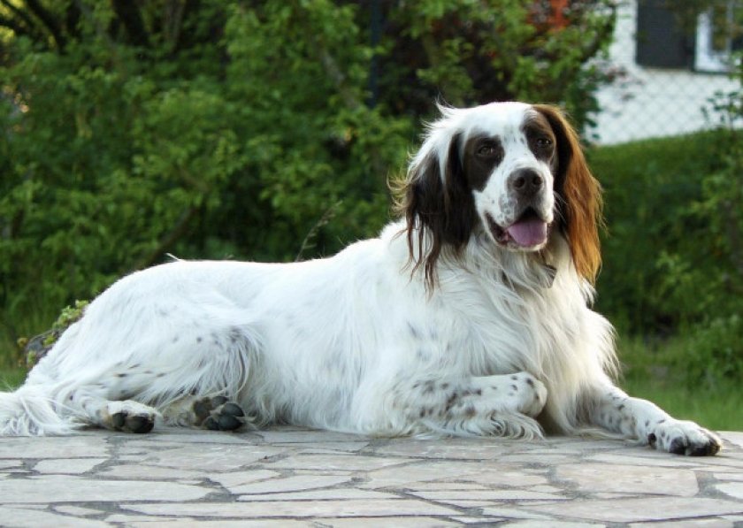 Французский эпаньоль