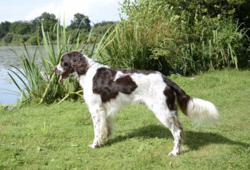 Французский эпаньоль