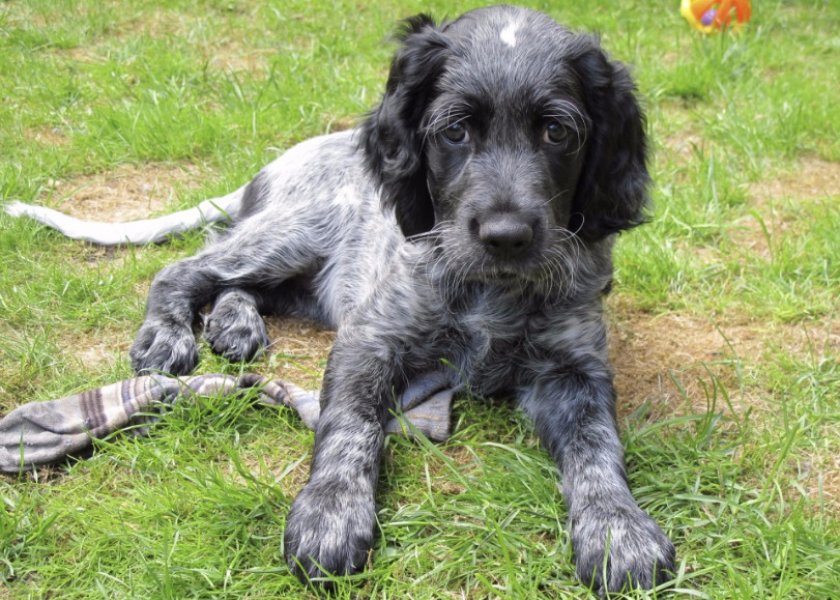 Голубой пикардийский спаниель