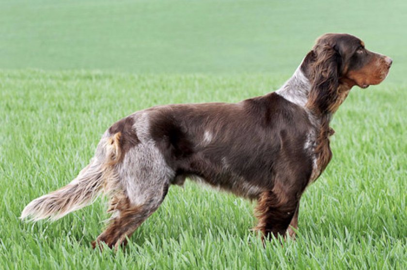 Пикардийский спаниель