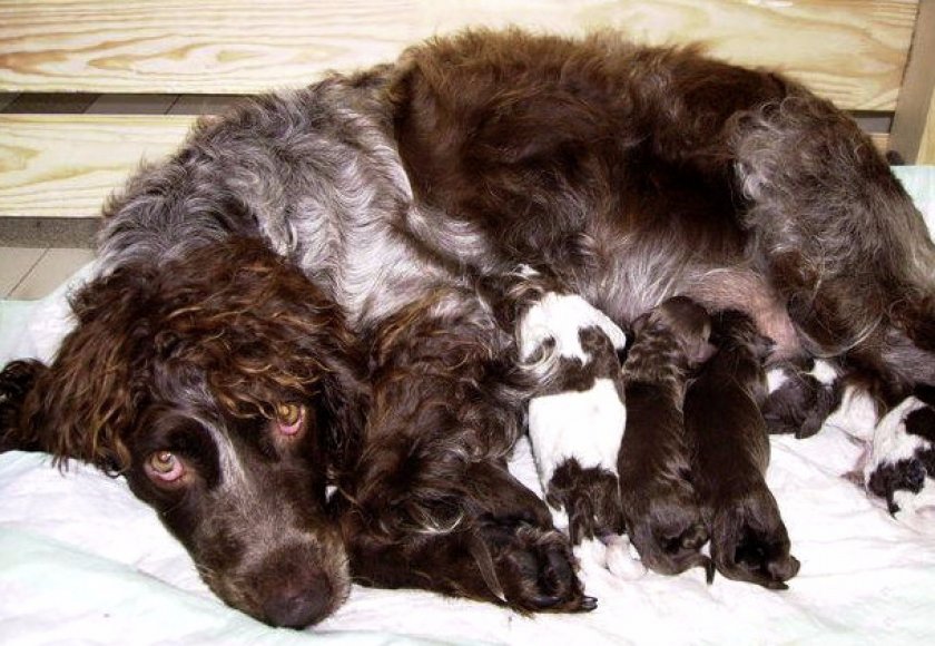 Понт-одемерский спаниель