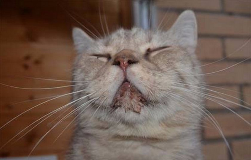 Кальцивироз у кошек Кальцивироз у кошек