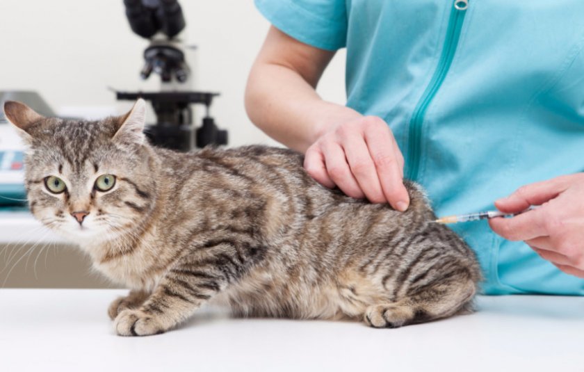 Вакцинация кошки