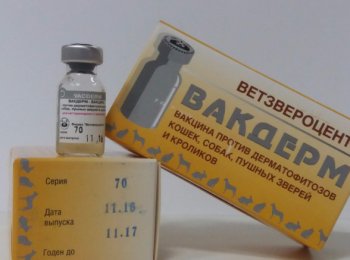 Вакцина «Вакдерм»: как и куда колоть кошке