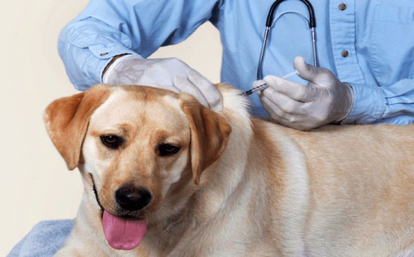 Подкожный укол собаке