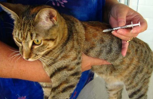 Инъекция коту Инъекция коту
