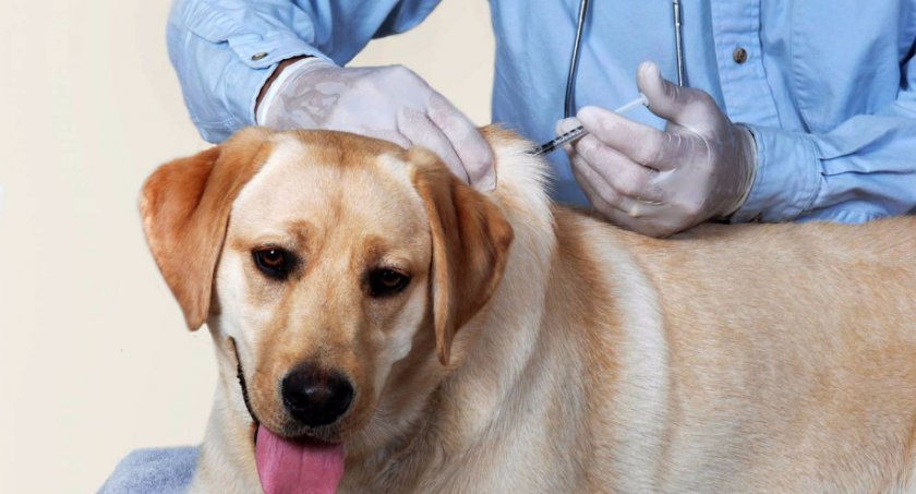 вакцинация вакцинация