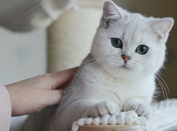 Настоящие английские джентльмены: знакомимся с британскими кошками шиншиллами