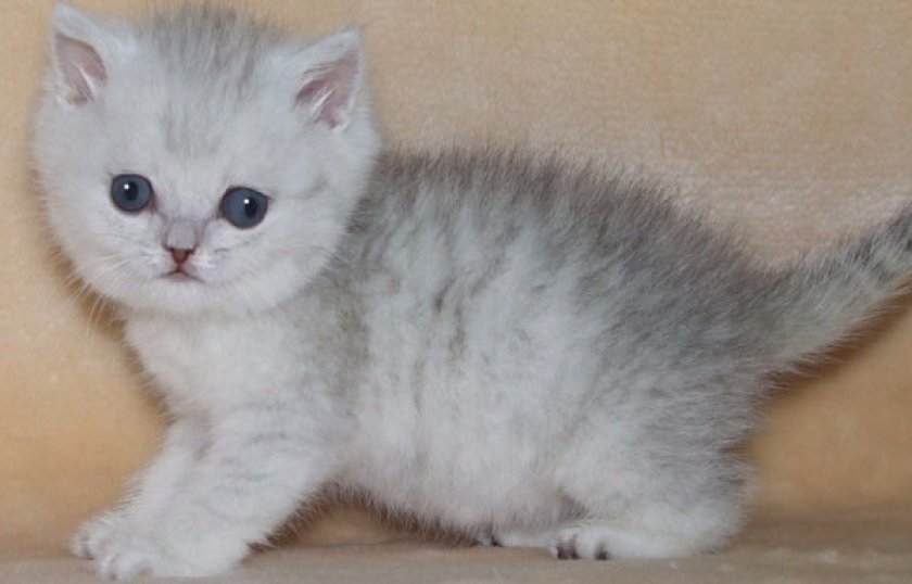 Котенок британской шиншиллы Котенок британской шиншиллы