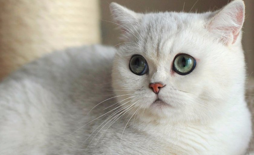 Британская шиншилла Британская шиншилла