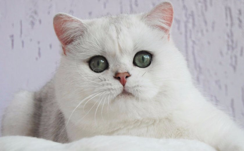 Британский кот Британский кот