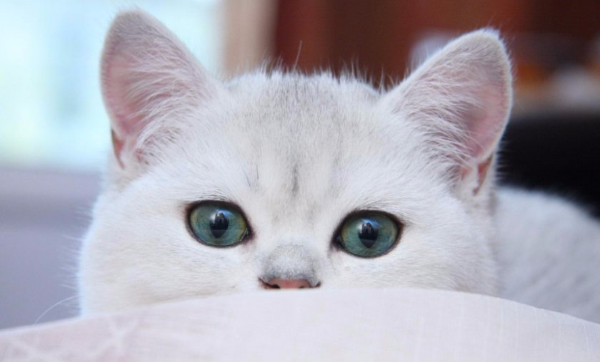 Британская шиншилла Британская шиншилла