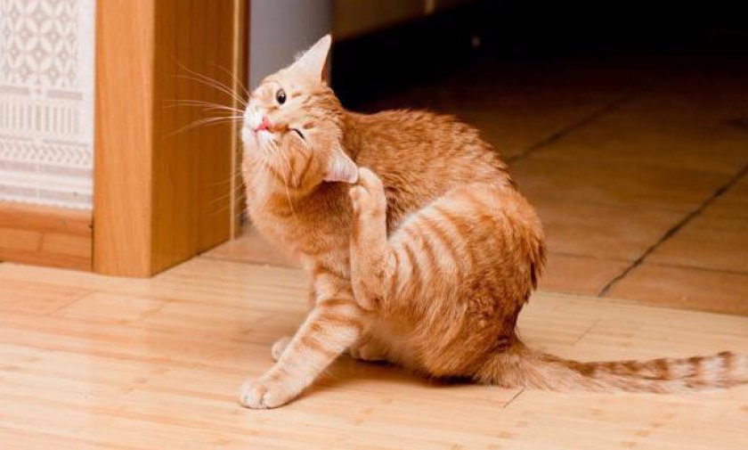 Блохи у кота Блохи у кота