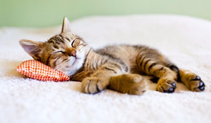 Кошка Кошка