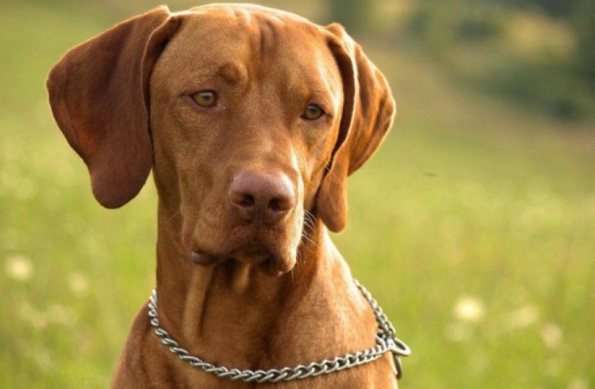 Венгерская выжла