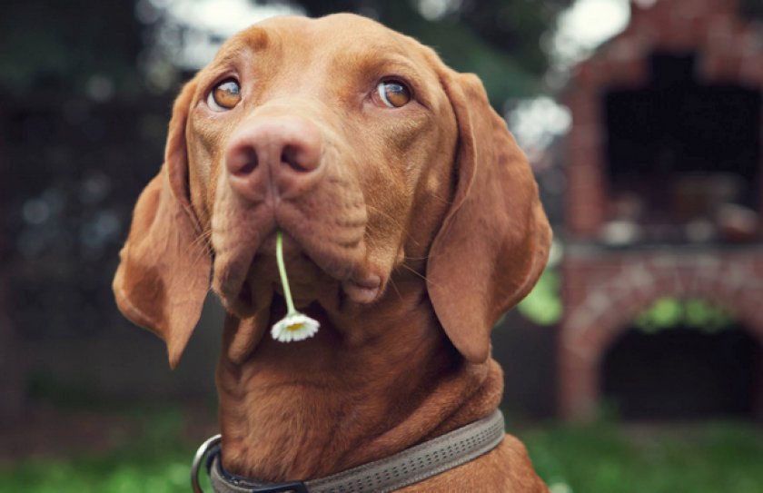 Венгерская выжла