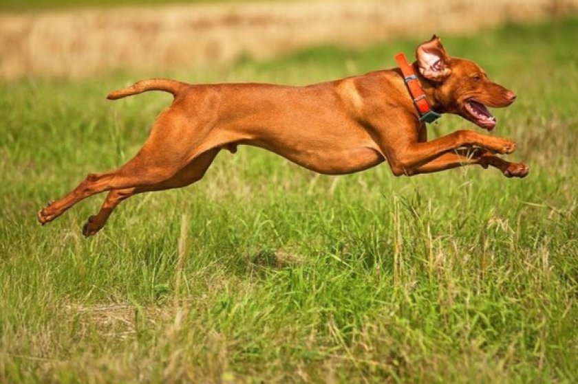 Венгерская выжла