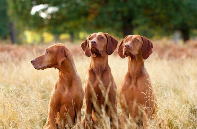 Венгерская выжла