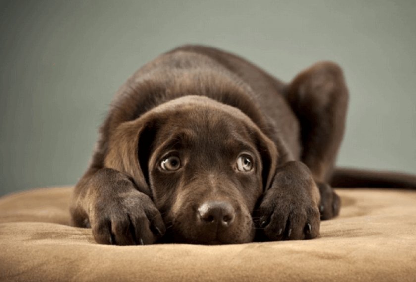 Фобия у собаки Фобия у собаки