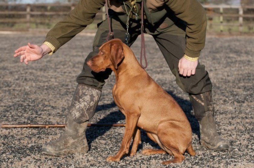 Дрессировка