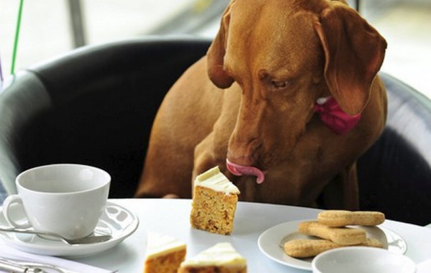 Венгерская выжла