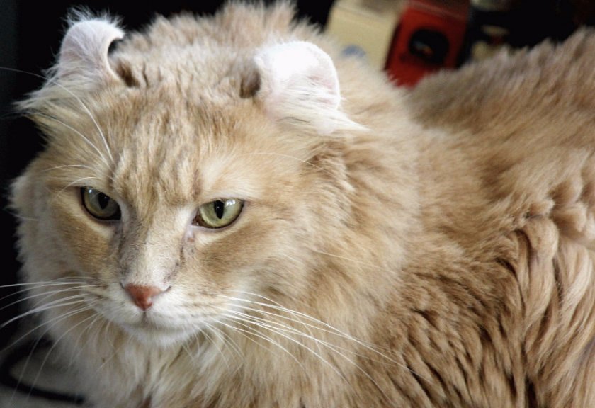 Американский керл