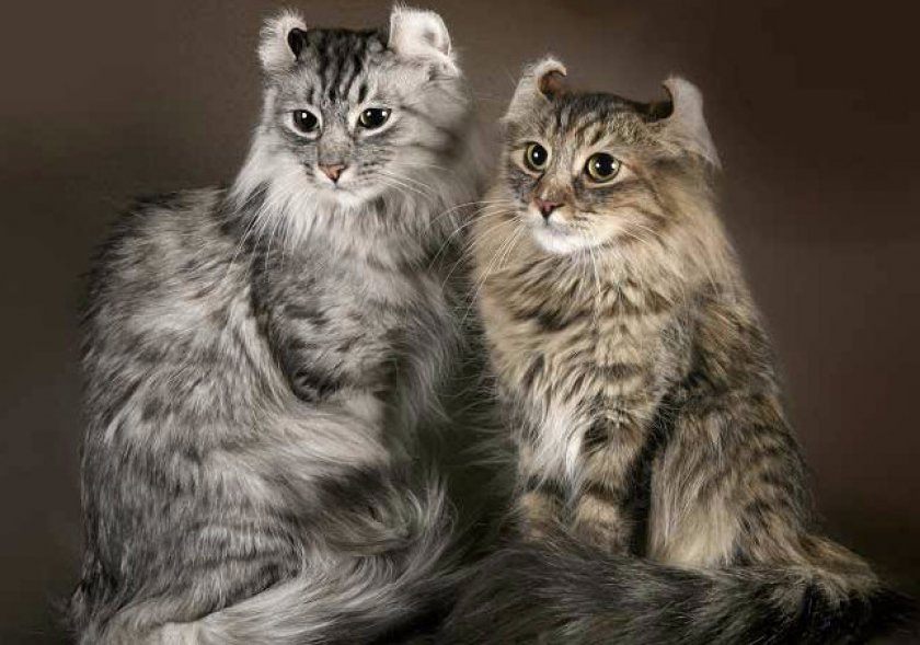 История породы