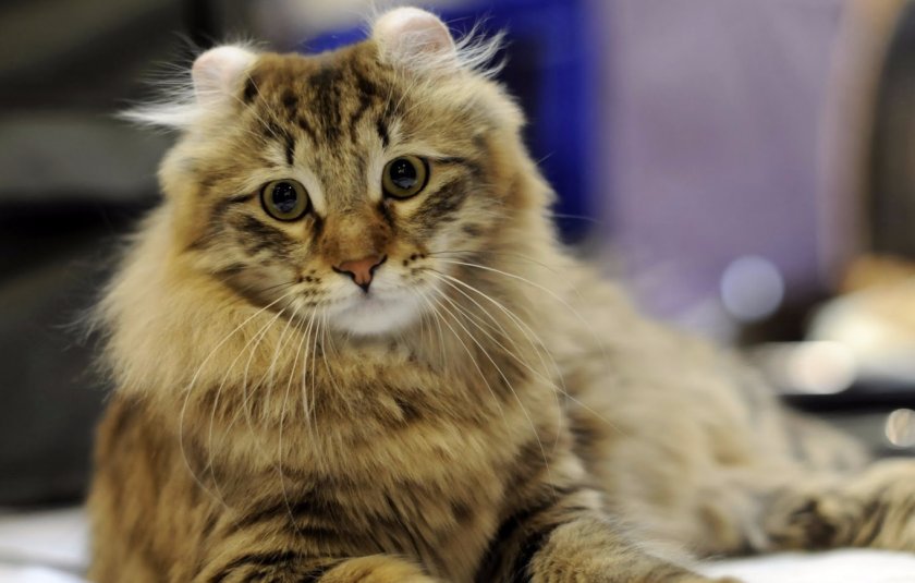 Американский керл